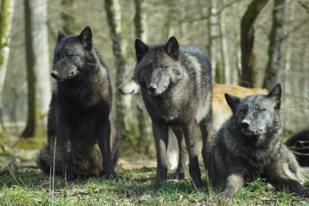 Three grey wolves